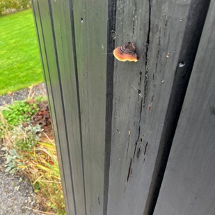 Sapwood Decay Coated Cladding 1