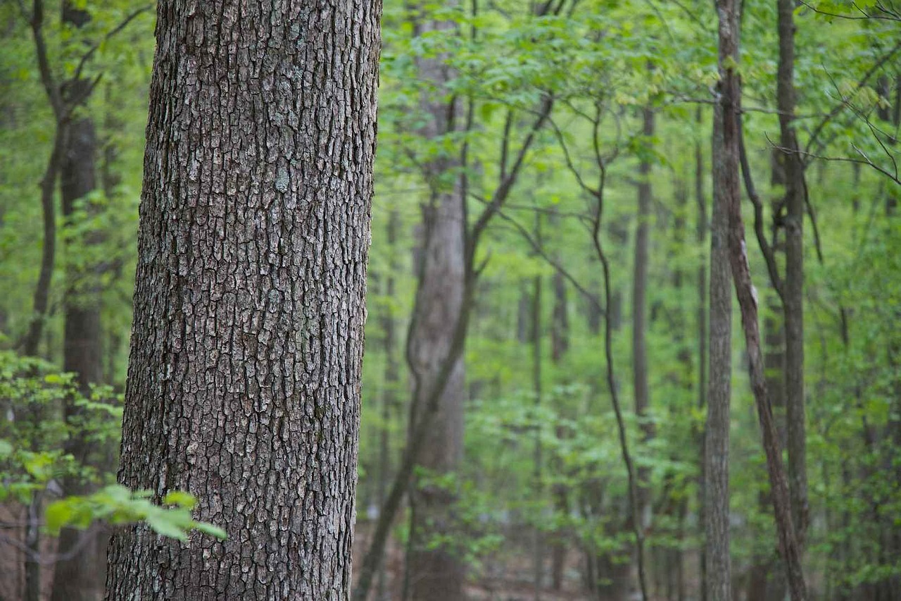 Trees hardwood